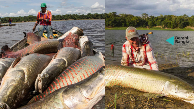 ikan arapaima