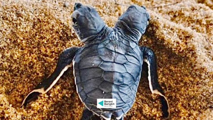 anak penyu berkepala dua