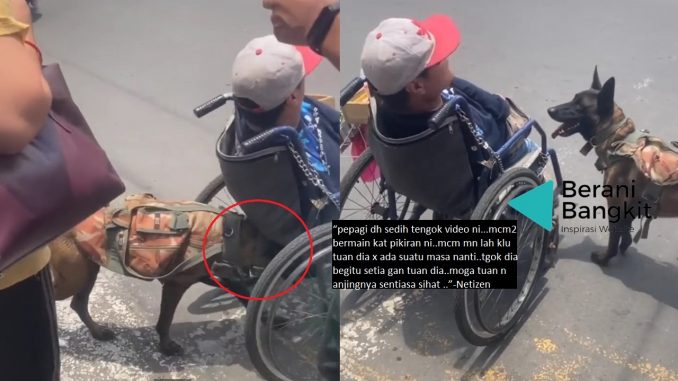 Setia Menemani, Anjing Ini Dilihat Menolak Kerusi Roda Dan Membantu Tuannya Melintas Jalan