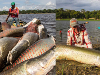 ikan arapaima