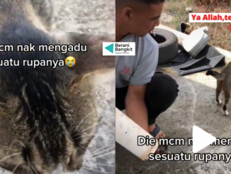 IBU KUCING