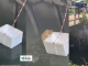 kucing oren