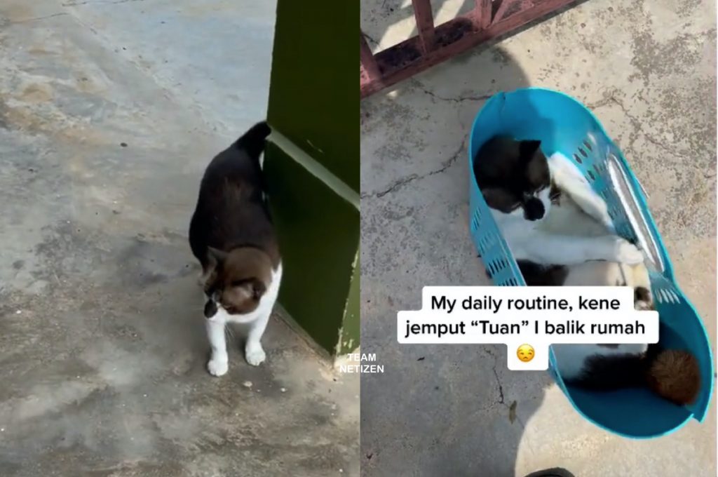 Kucing Suka Lepak Rumah Jiran, Tiap Hari Kena Jemput Balik Rumah, Siap